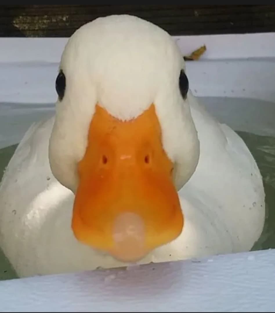 Profil de Sami, 43 ans, Rencontre sex à Trans (Grisons)